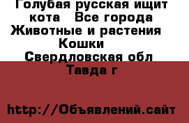 Голубая русская ищит кота - Все города Животные и растения » Кошки   . Свердловская обл.,Тавда г.